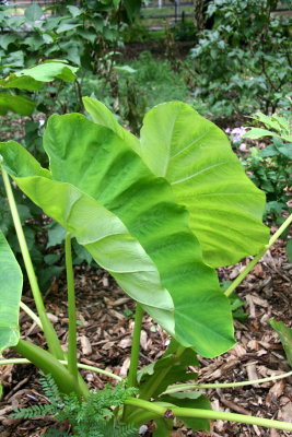 Elephant Ears