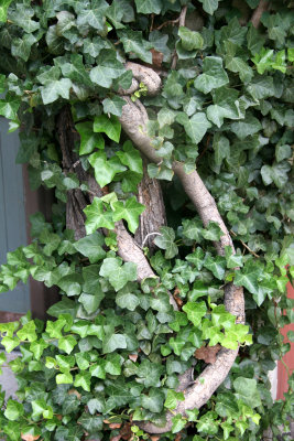 Ivy & Wisteria Vine