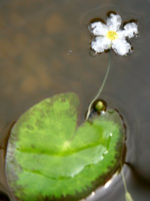 Snowflake Waterlily