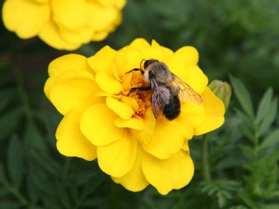Bee on a Yellow Marigold