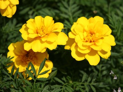 Marigolds