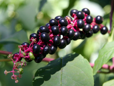 American Pokeweed Berries - Phytolacca americana