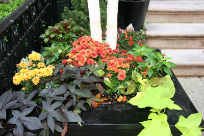 Sidewalk Garden - Chrysanthemums, Ipomea & Birch