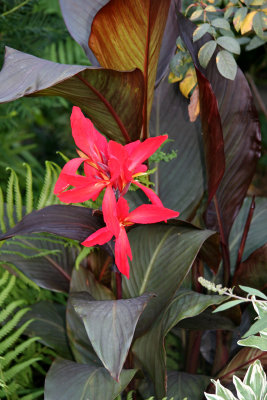 Red Canna with Mixed Foliage