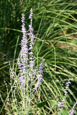 Russian Sage & Summer Grass