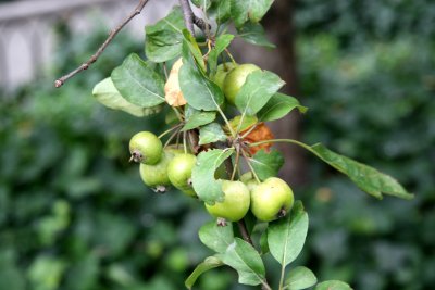 Crab Apples