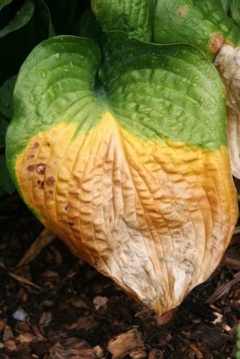 Changing Seasons - Hosta Foliage