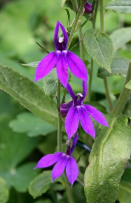 Lobelia
