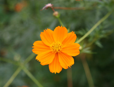 Cosmos Aster
