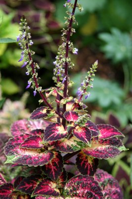 Coleus