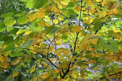 Cercis Tree Foliage - Late Summer Colors