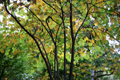 Cercis Tree Foliage - Late Summer Colors