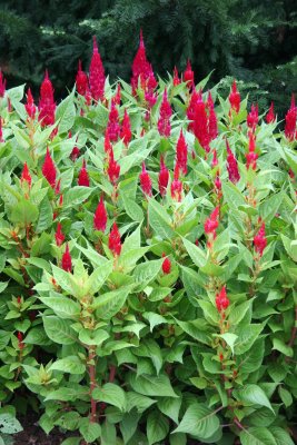 Cock's Comb or Celosia