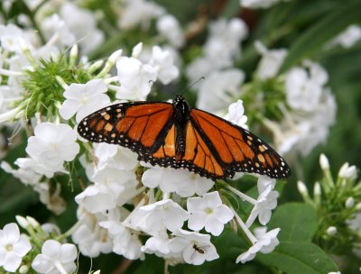 Monarch Butterfly & Wasp on White Phlox Blossoms