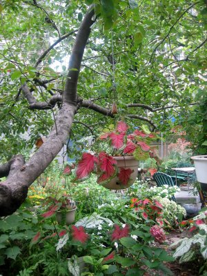 Garden View - Under an Apple Tree