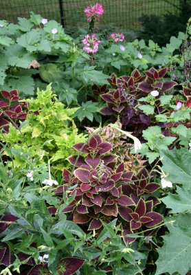 Coleus, Nicotiana & Cleome