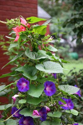 Morning Glories & a Rose