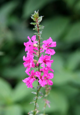 Loosestrife