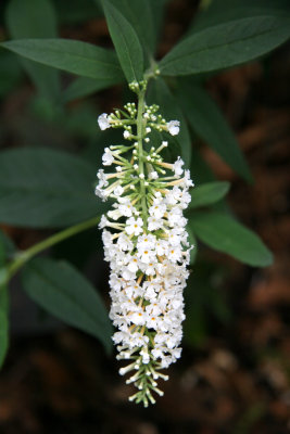 Butterfly Bush Blossoms
