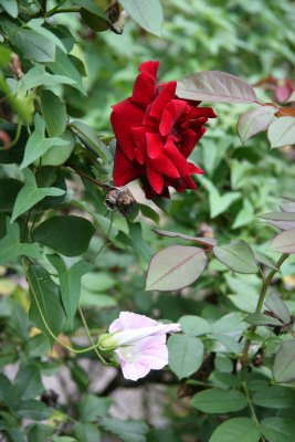 Red Rose & Morning Glory Blossoms
