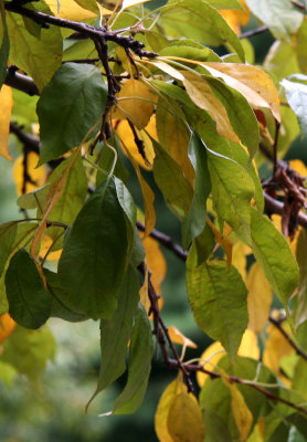 Crab Apple Tree Foliage