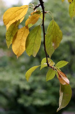 Crab Apple Tree Foliage