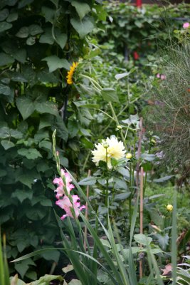 Garden Plot