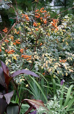 Glauca Rose Hips & Mixed Foliage