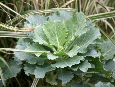 Ornamental Cabbage & Grass