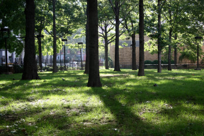 Oak Tree Stand - NYU Silver Towers Residence Garden