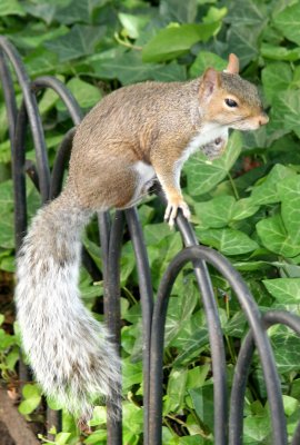 LaGuardia Place Garden Squirrel