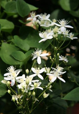 Paul Farges Clematis