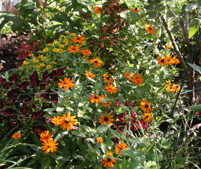 Garden Plot of Asters