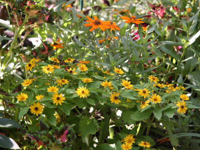 Garden Plot of Asters