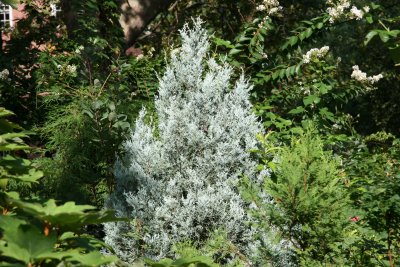 Silver Juniper