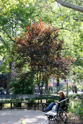 Artist by an Ornamental Cherry Tree