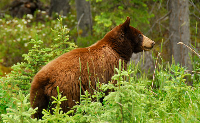 Bear, Jasper N.P, Canada