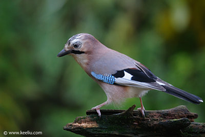 Eurasian Jay