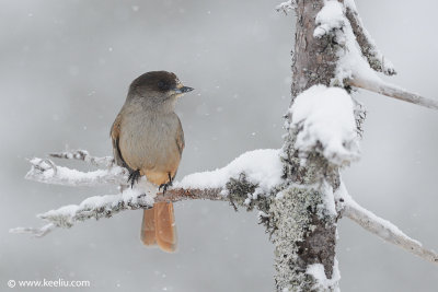 Siberian Jay