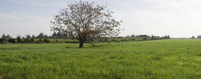 Lonely Tree in green barley field