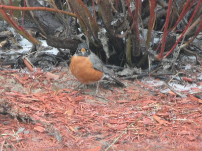 Robin Red Breast hiding under the tree from the ice 