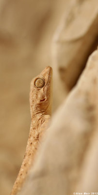 ptyodactylus