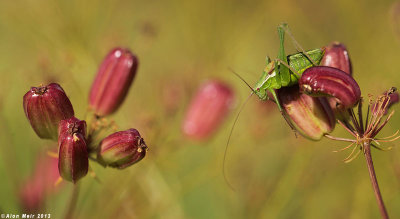 IMG_1570.jpg male / Isophya savignyi