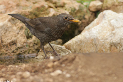 BO8R4012.jpg  Blackbird Turdus merula. female