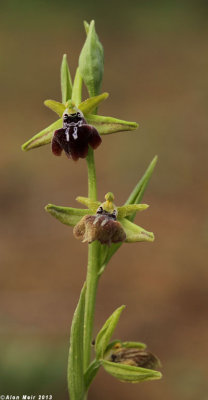 IMG_0076.jpg Ophrys Sphegodes