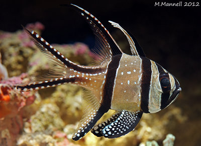 Banggai Cardinal