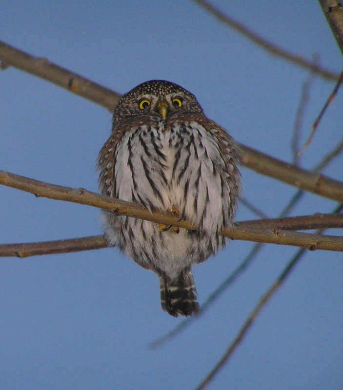 Northern Pygmy Owl 