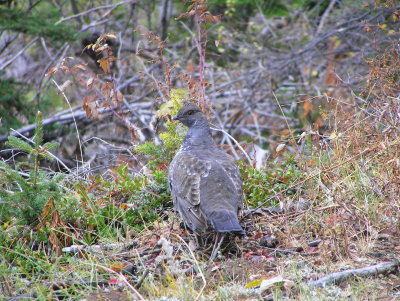 Dusky Grouse male 