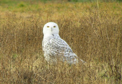 Snowy Owl 