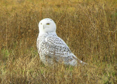 Snowy Owl 